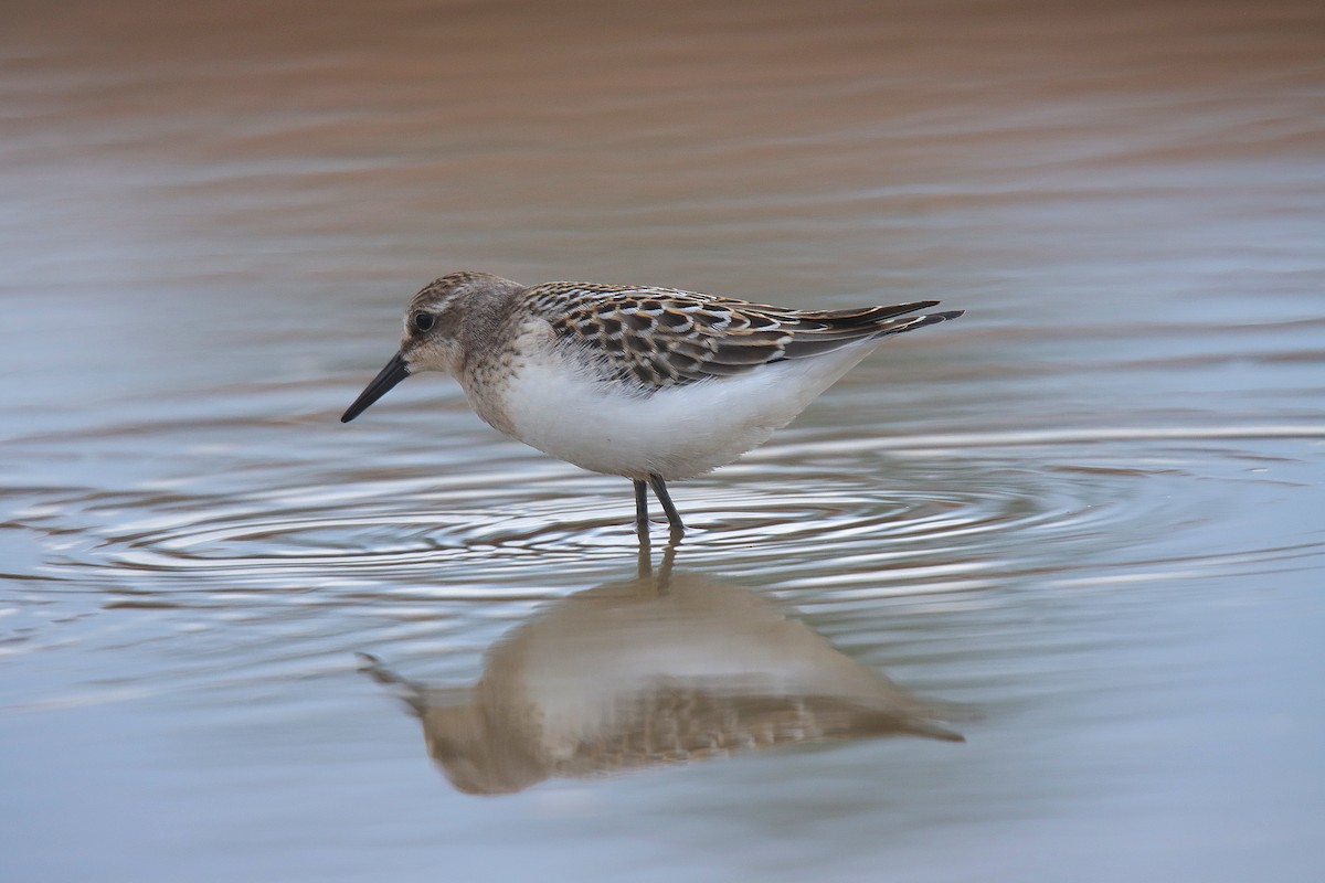 Semipalmated Sandpiper - ML624242569