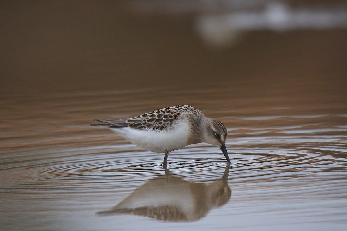 Semipalmated Sandpiper - ML624242570