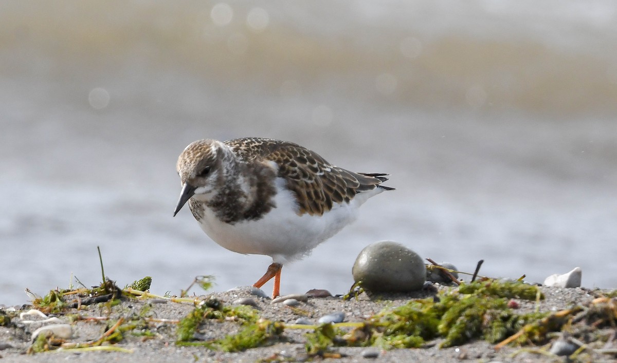 Ruddy Turnstone - ML624242580