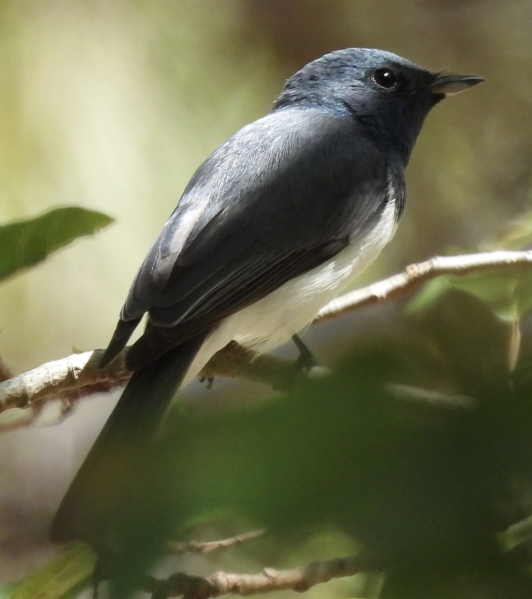 Leaden Flycatcher - ML624242583