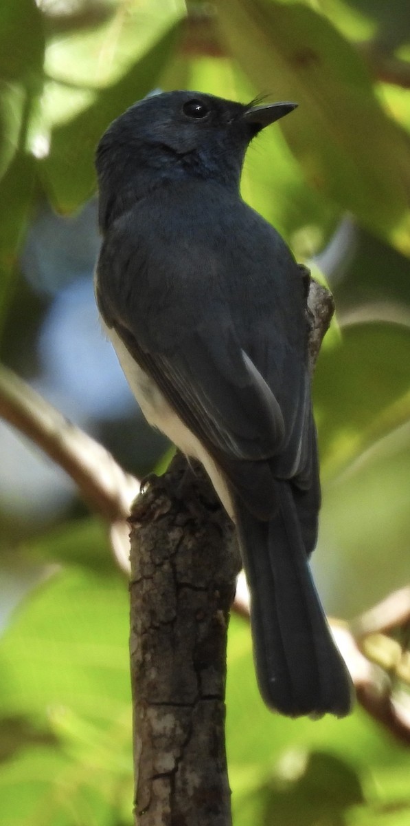 Leaden Flycatcher - ML624242596