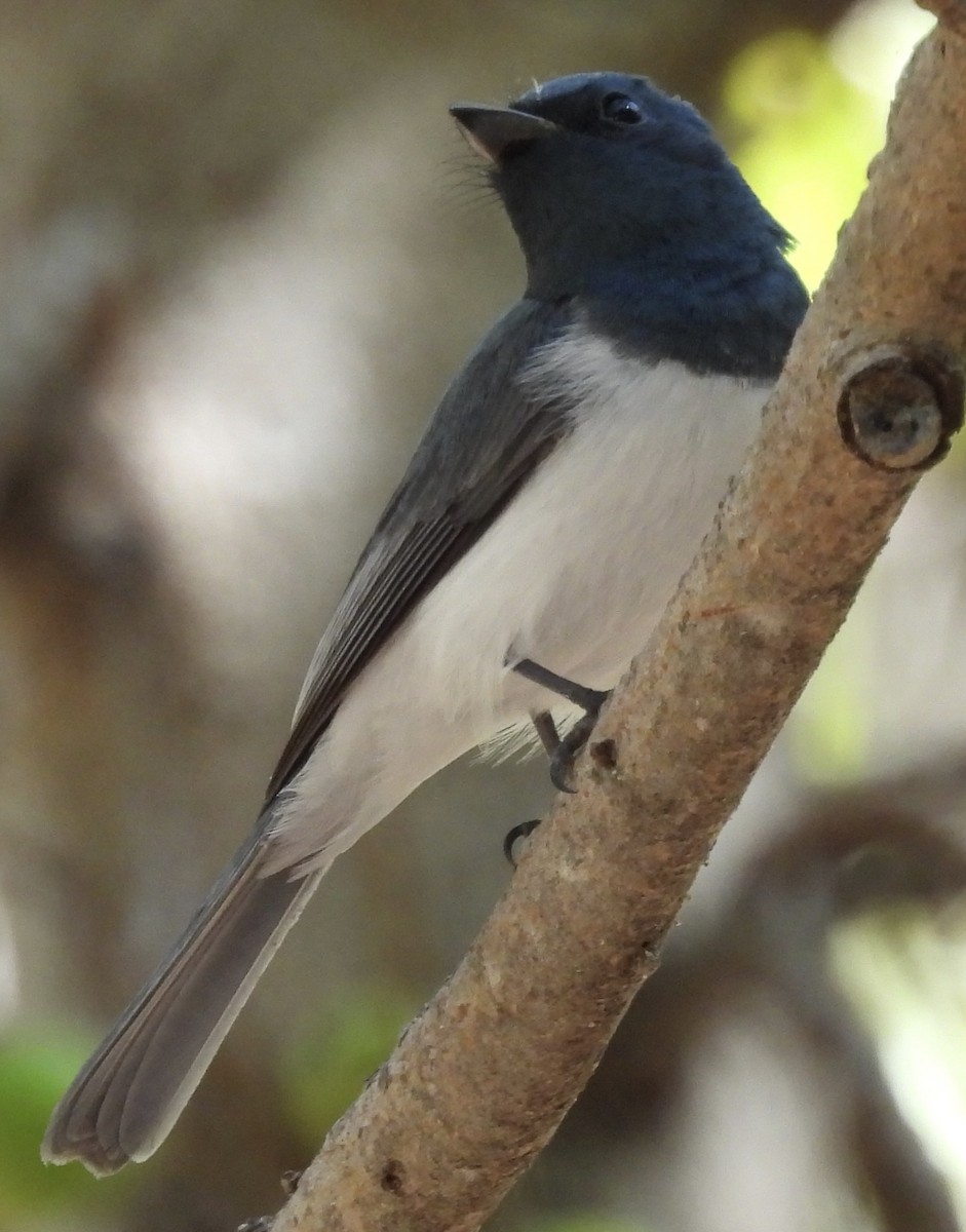 Leaden Flycatcher - Maylene McLeod