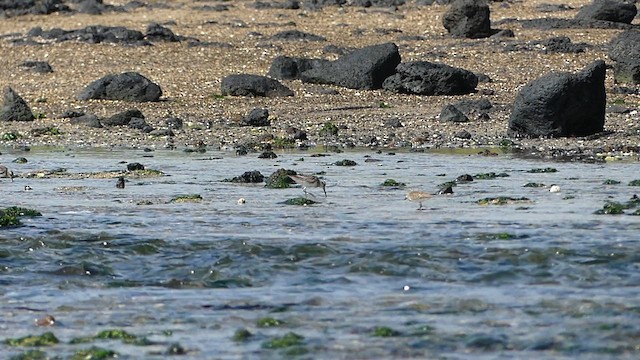 Broad-billed Sandpiper - ML624242611