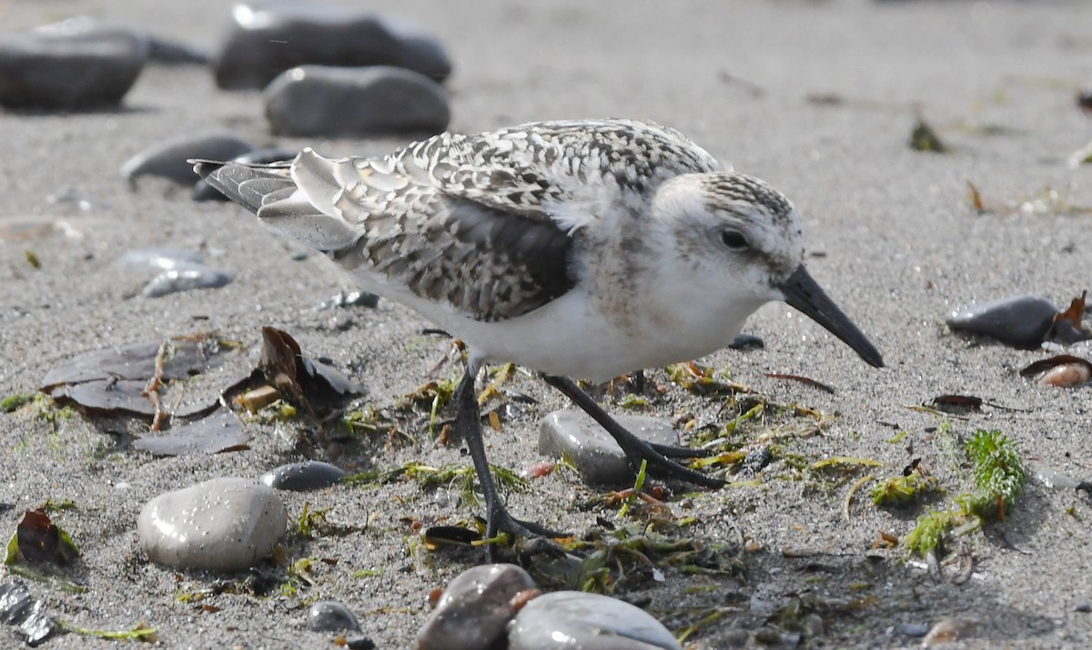 Sanderling - ML624242612