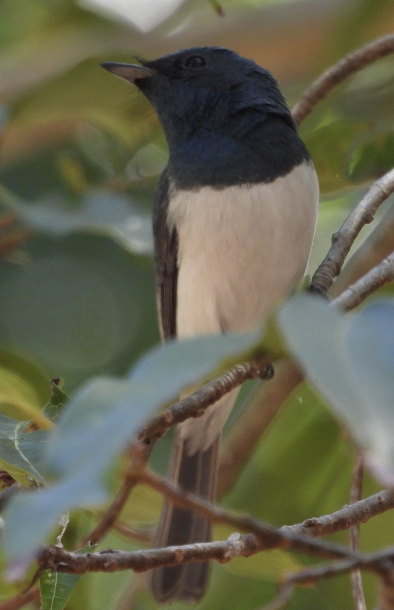 Leaden Flycatcher - ML624242615