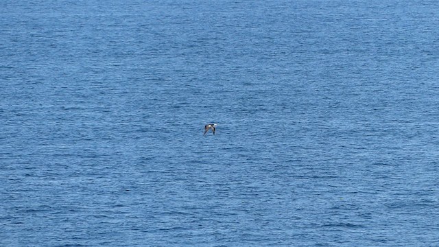 Brown Booby - ML624242616