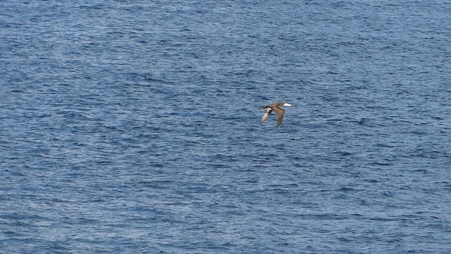 Brown Booby - ML624242627