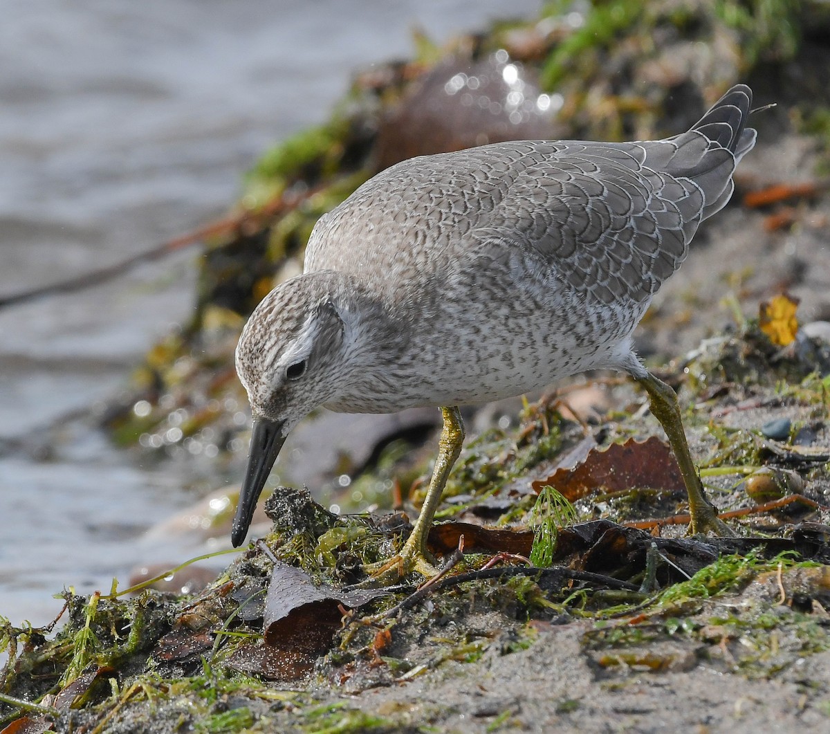 Red Knot - ML624242633