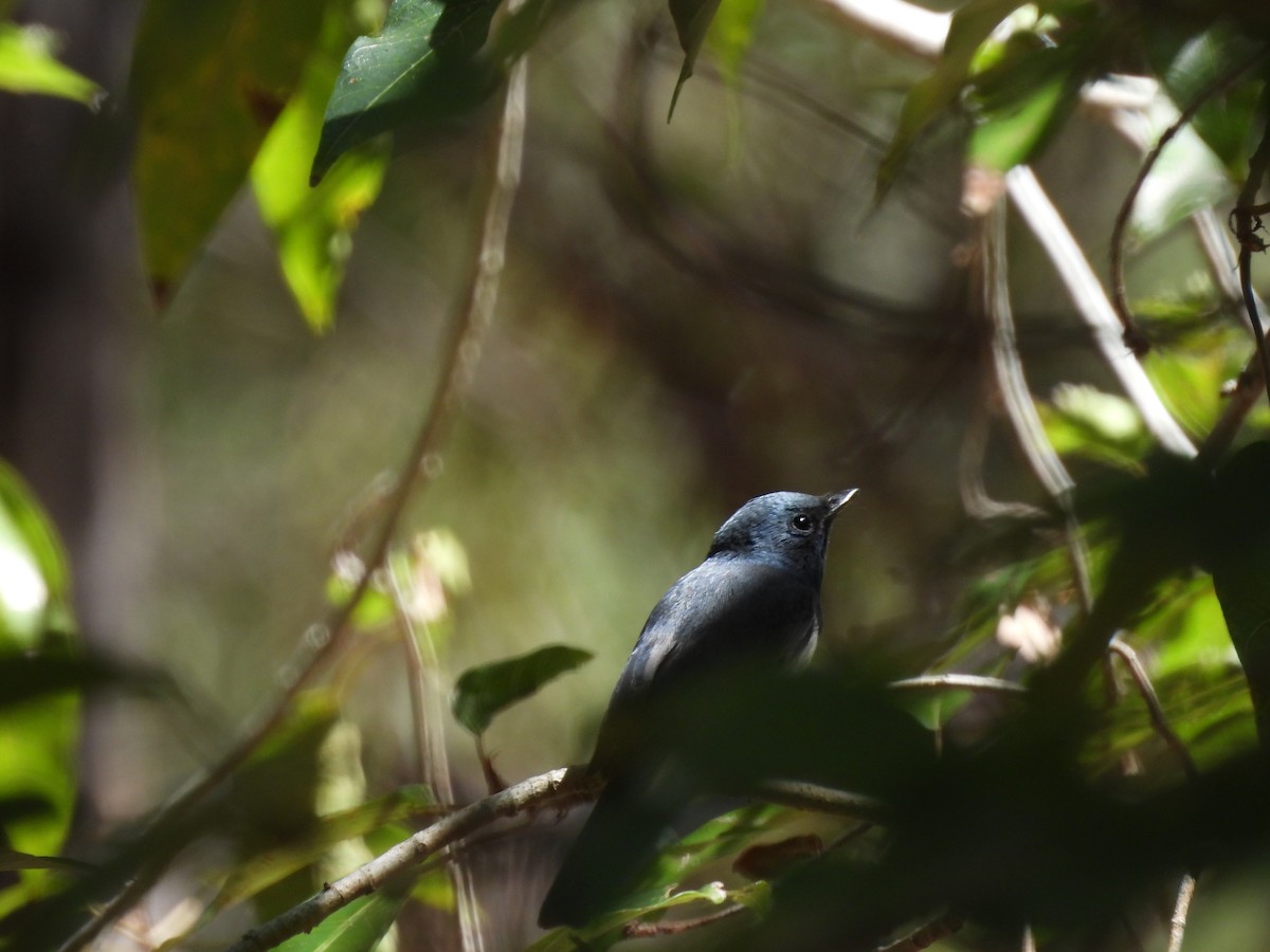 Leaden Flycatcher - ML624242646