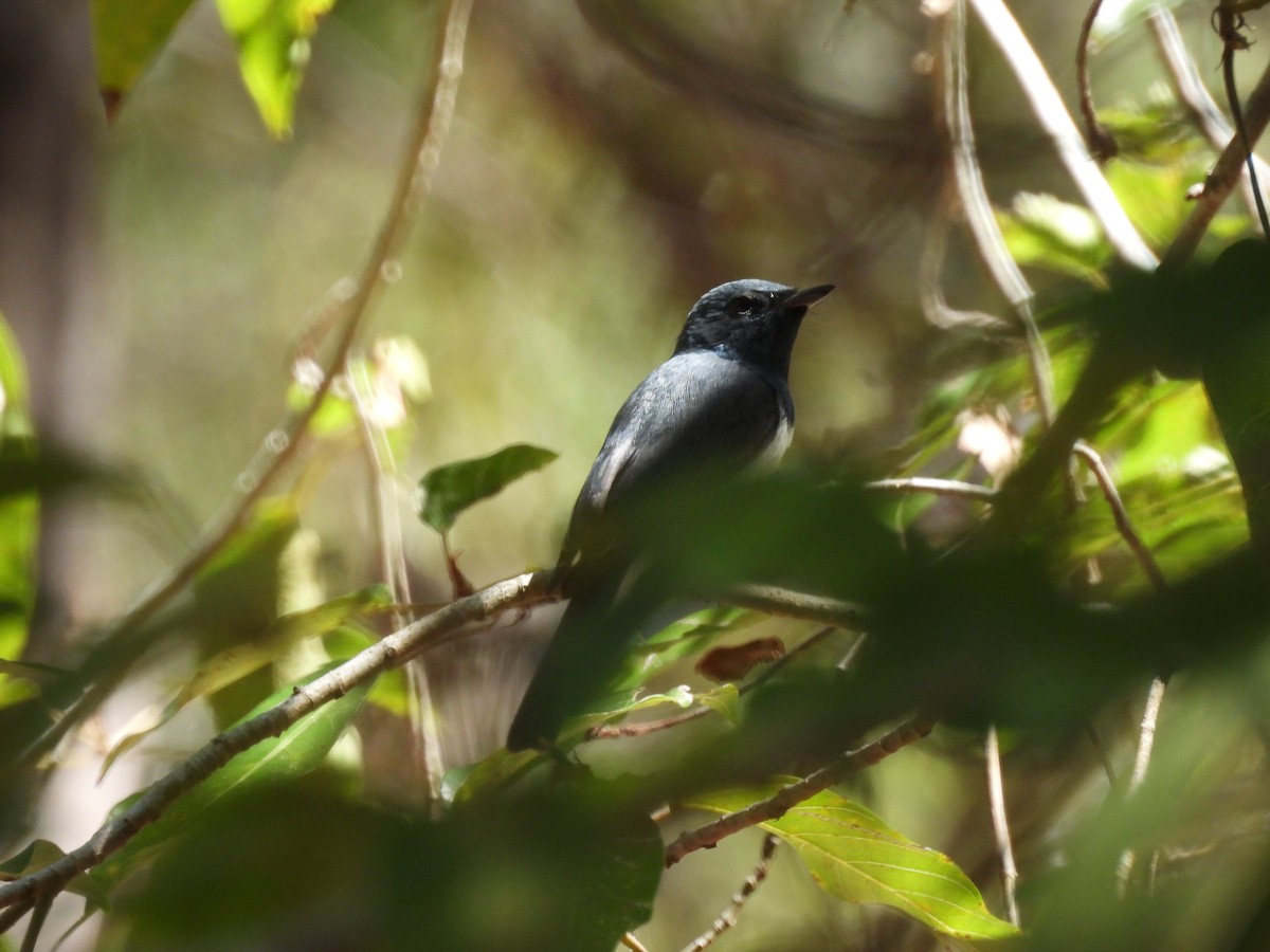 Leaden Flycatcher - ML624242648