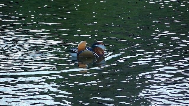 Mandarin Duck - ML624242680