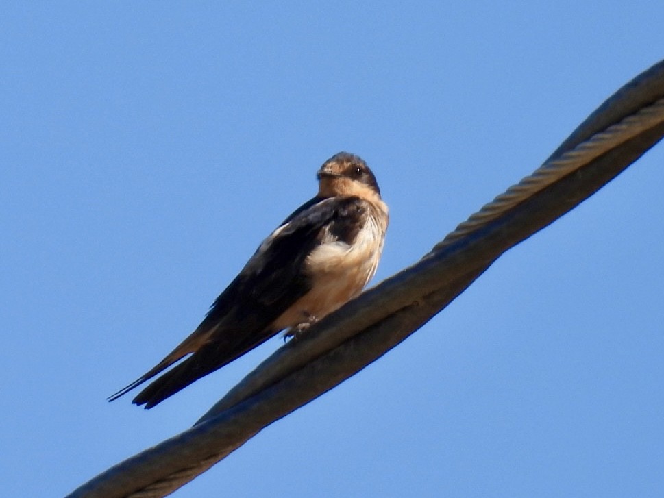 Barn Swallow - ML624242693