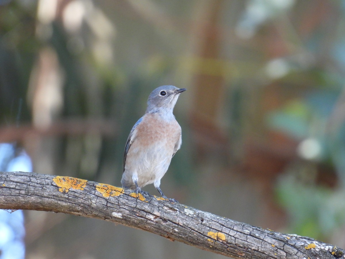 Western Bluebird - ML624242698