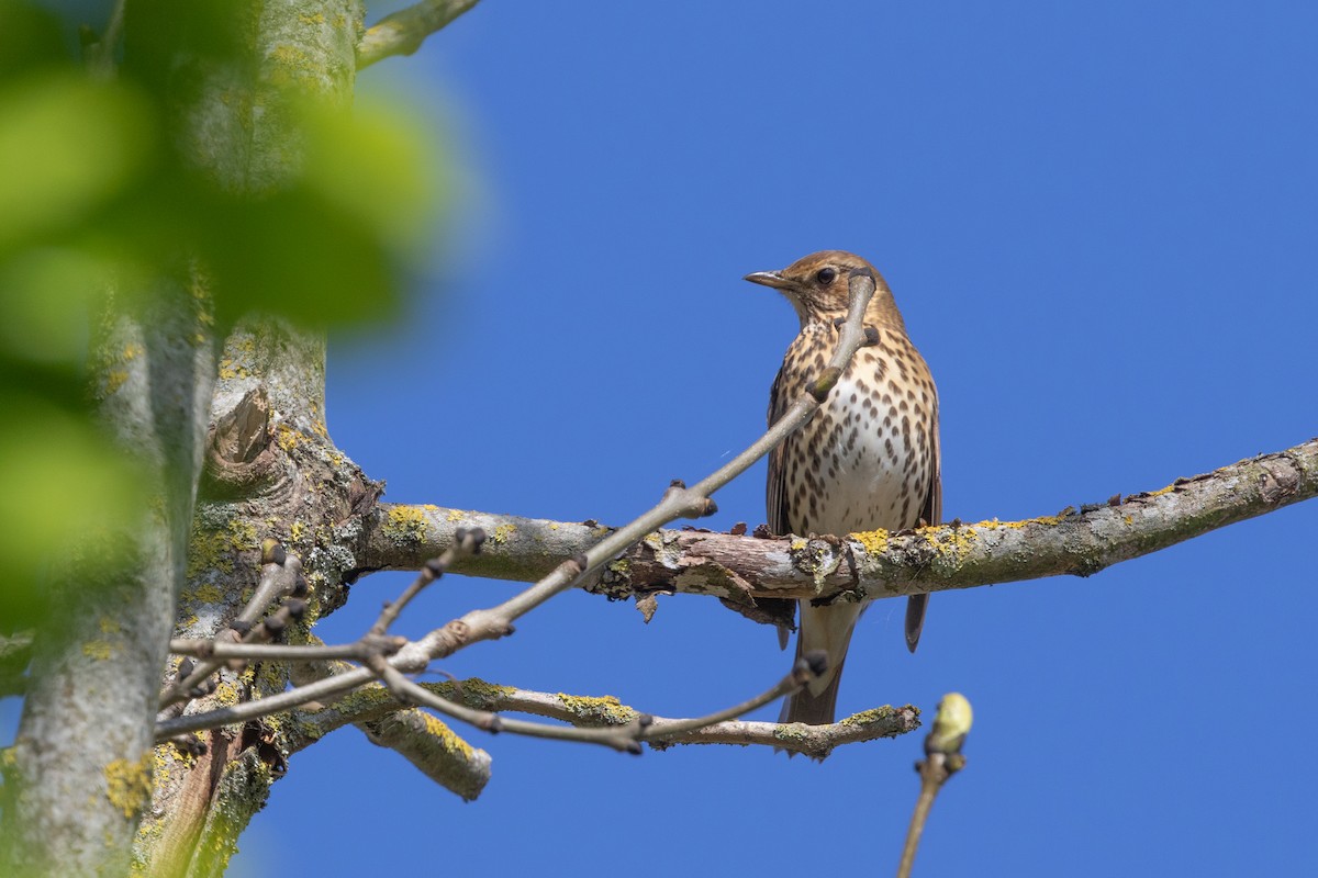 Song Thrush - Cory Gregory