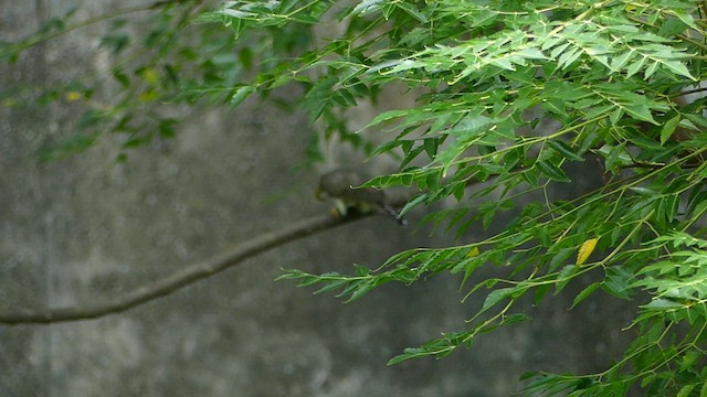 Хурган хөхөө - ML624242721