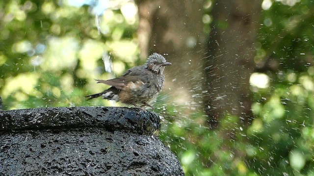 Brown-eared Bulbul - ML624242722