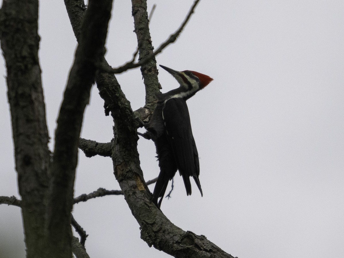 Pileated Woodpecker - ML624242728