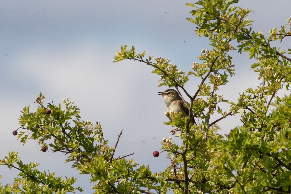 Sedge Warbler - Cory Gregory