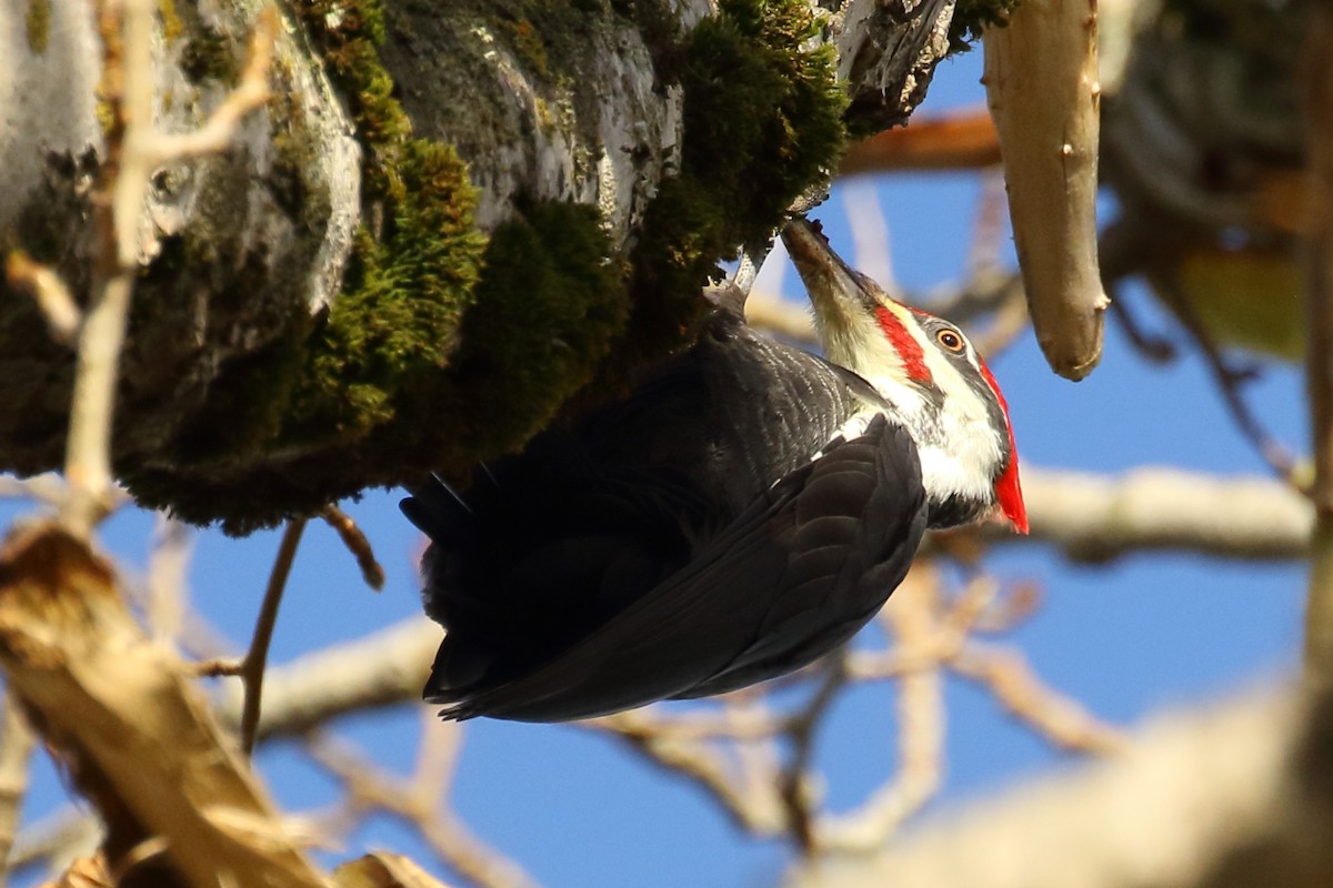 Pileated Woodpecker - ML624242866