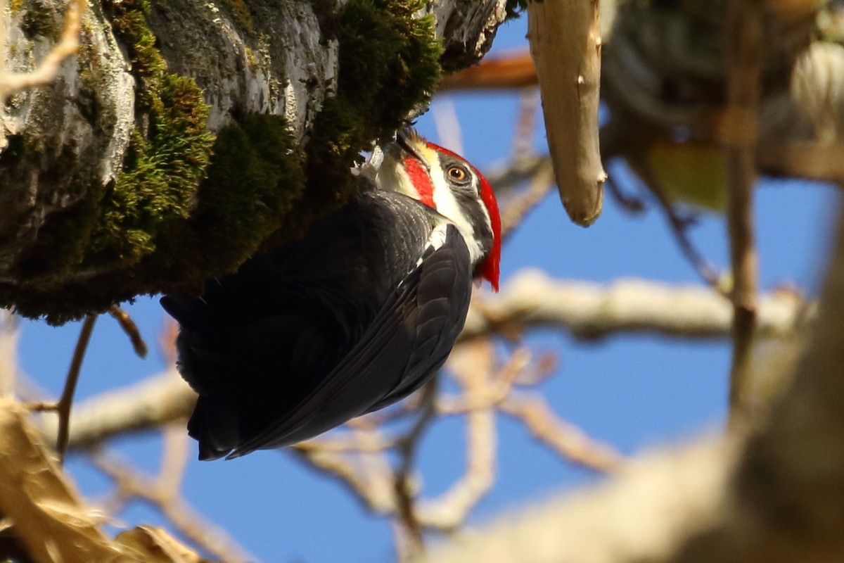 Pileated Woodpecker - ML624242867