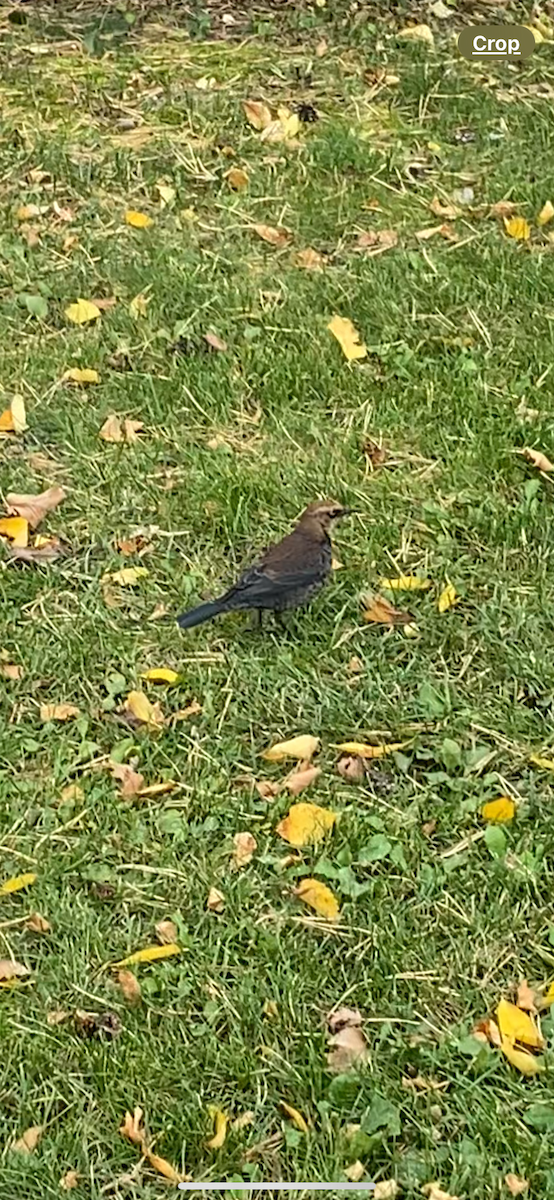 Rusty Blackbird - ML624242878