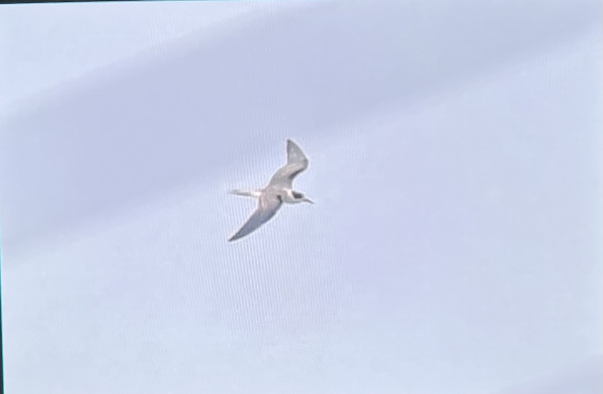 Aleutian Tern - ML624242904