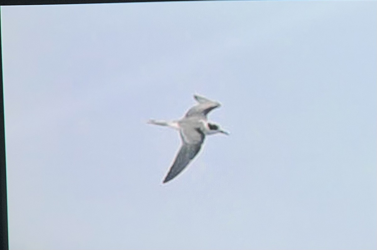 Aleutian Tern - ML624242905