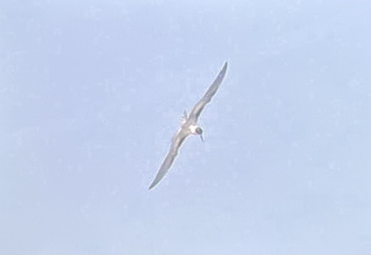 Aleutian Tern - ML624242906
