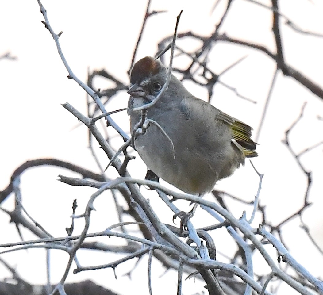 Green-tailed Towhee - Kristen Cart