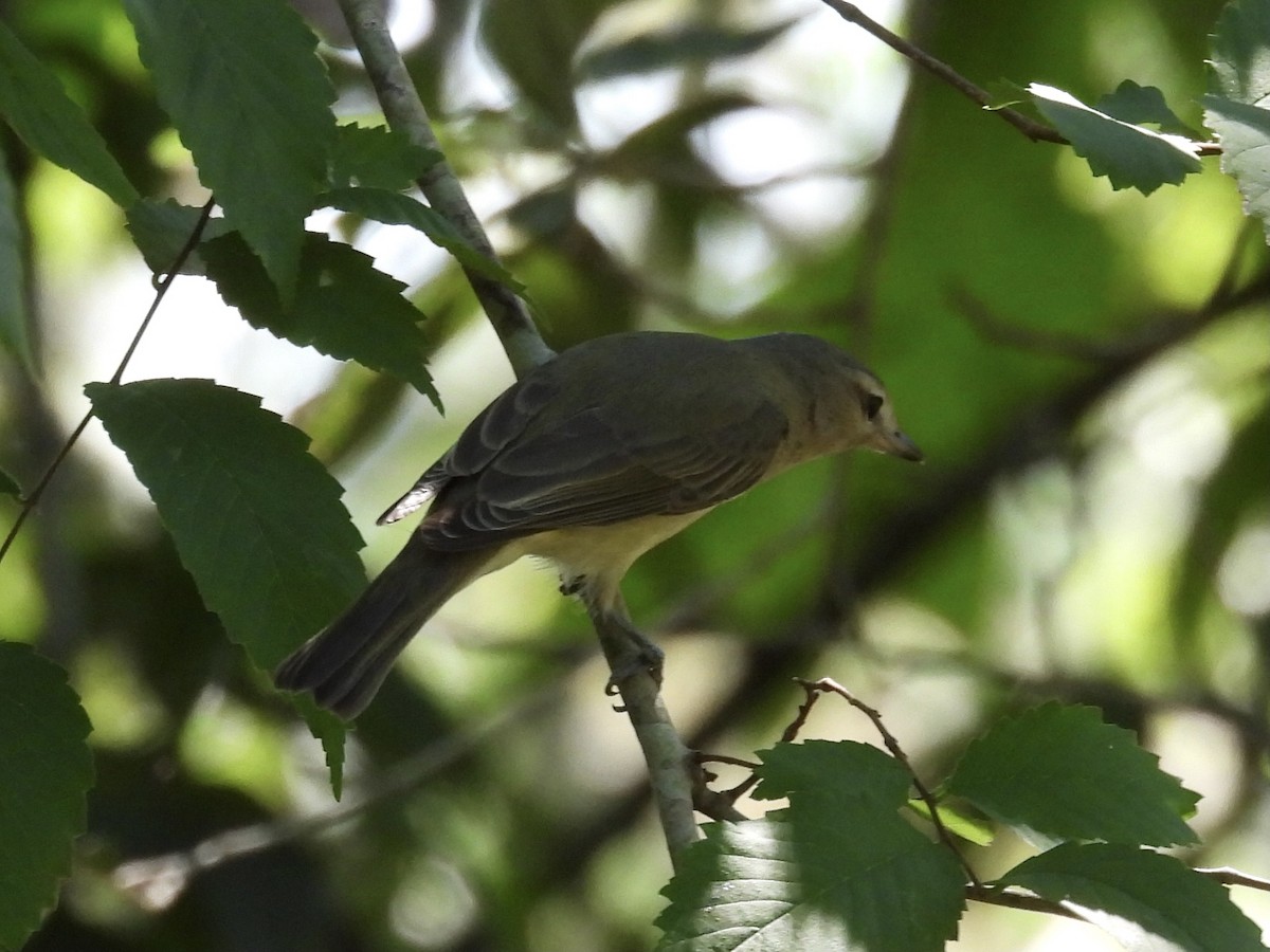 Warbling Vireo - Kevin Sitton