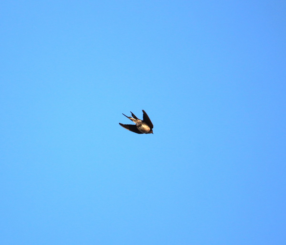 Barn Swallow - ML624242978