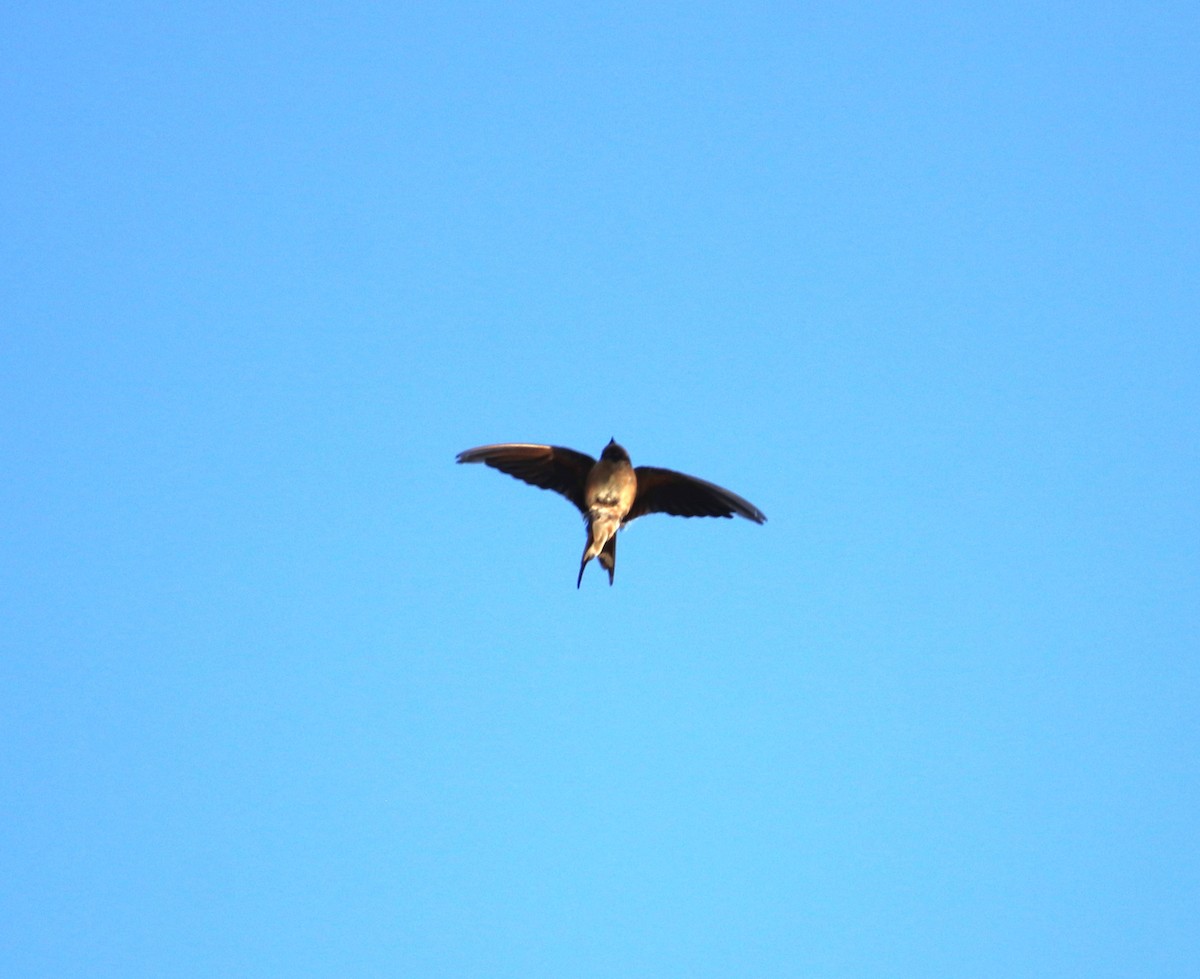 Barn Swallow - ML624242982