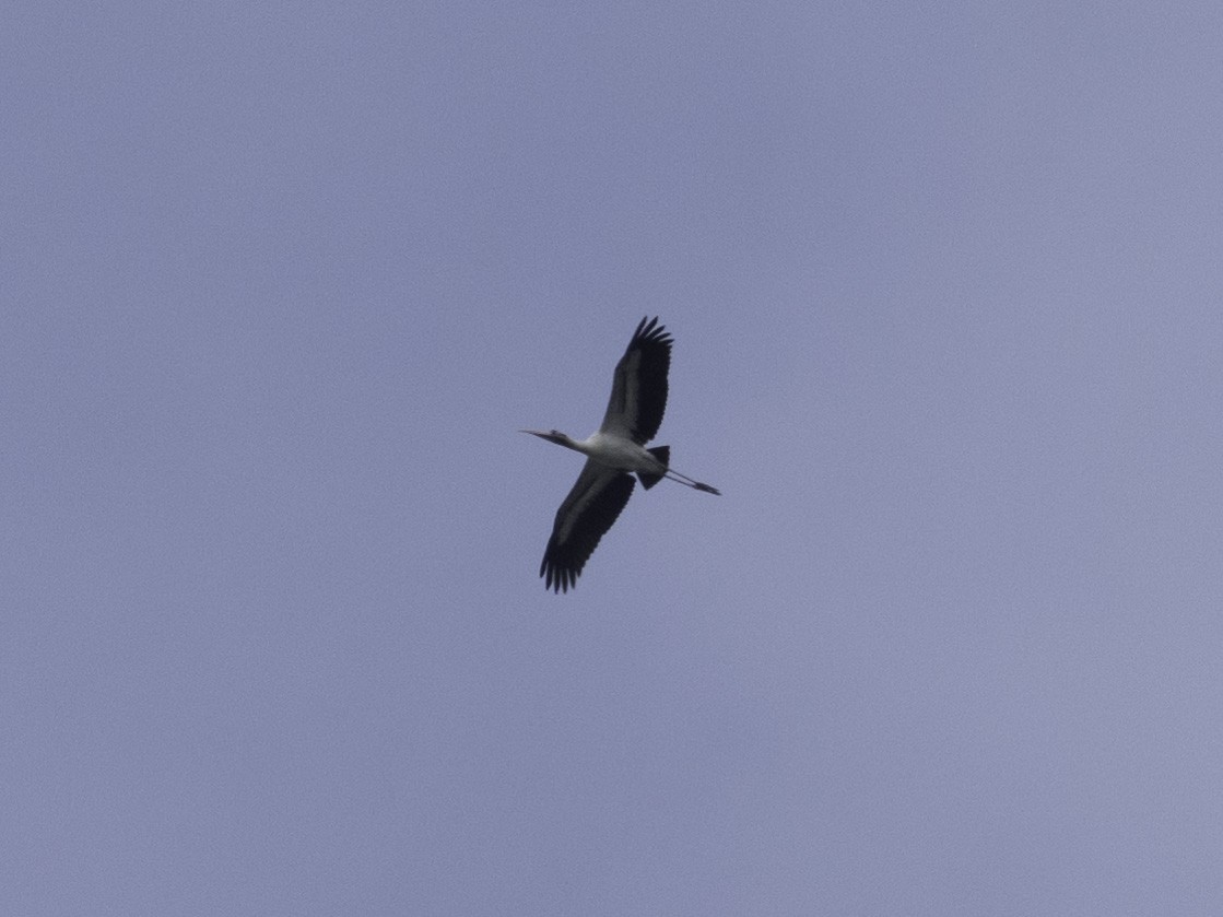 Wood Stork - ML624243000