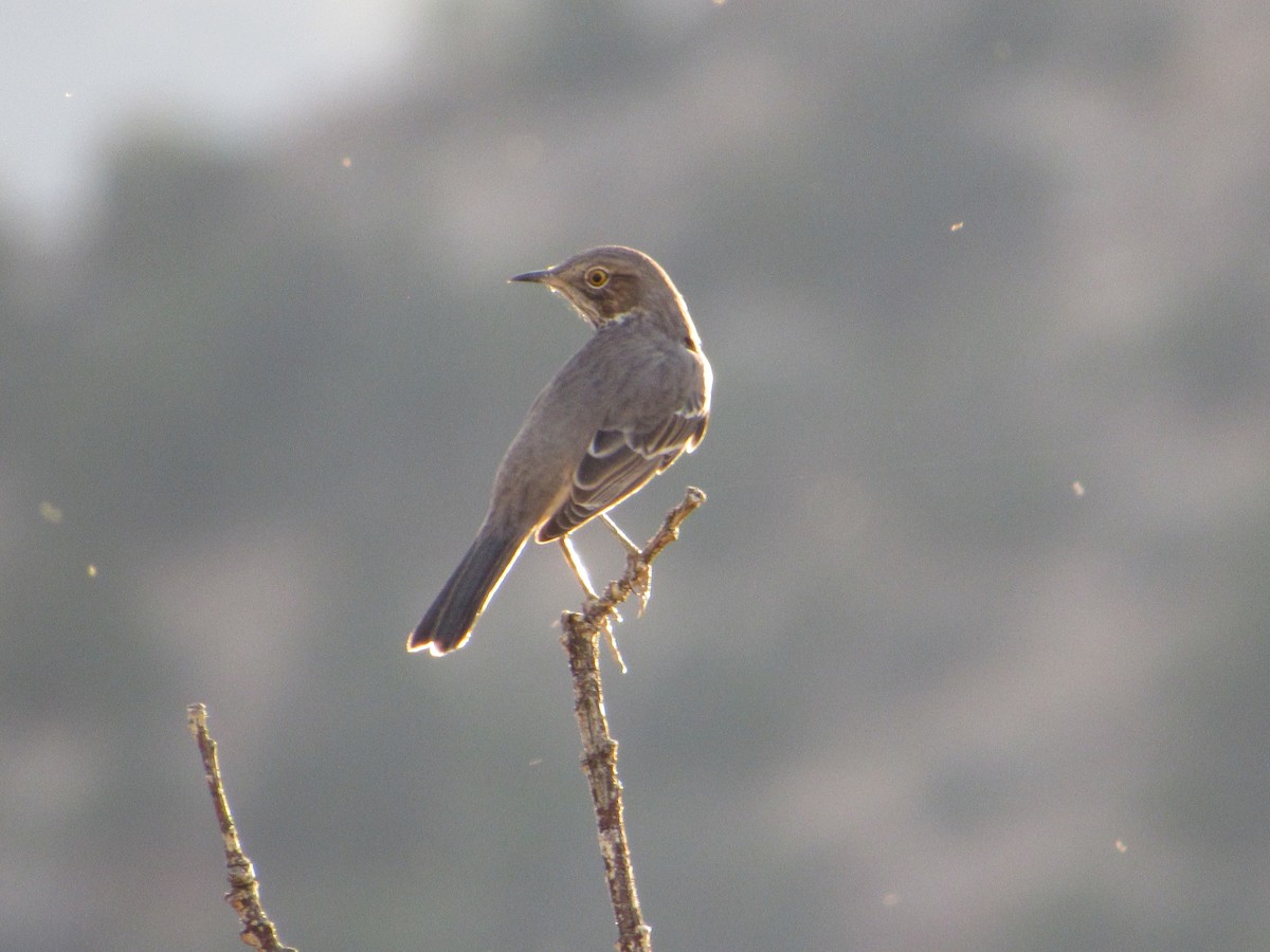 Sage Thrasher - Gabe Curtis