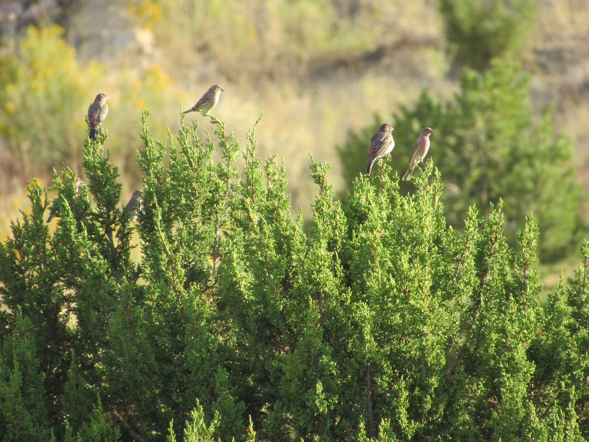 House Finch - ML624243010