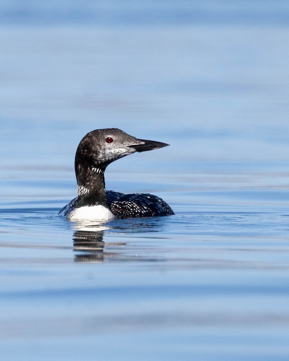 Double-crested Cormorant - ML624243013