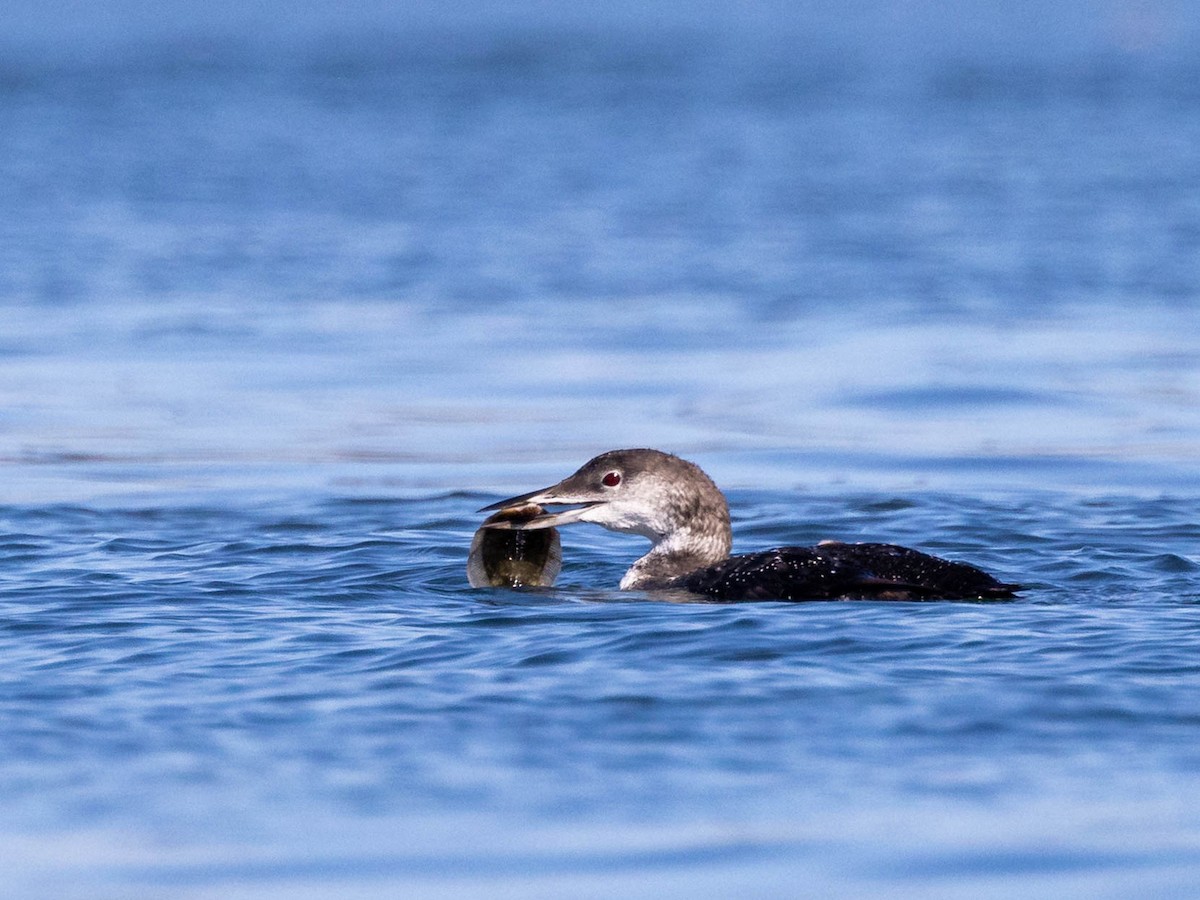 Double-crested Cormorant - ML624243014