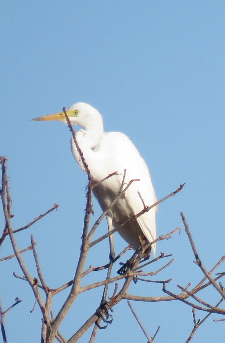 Plumed Egret - ML624243016