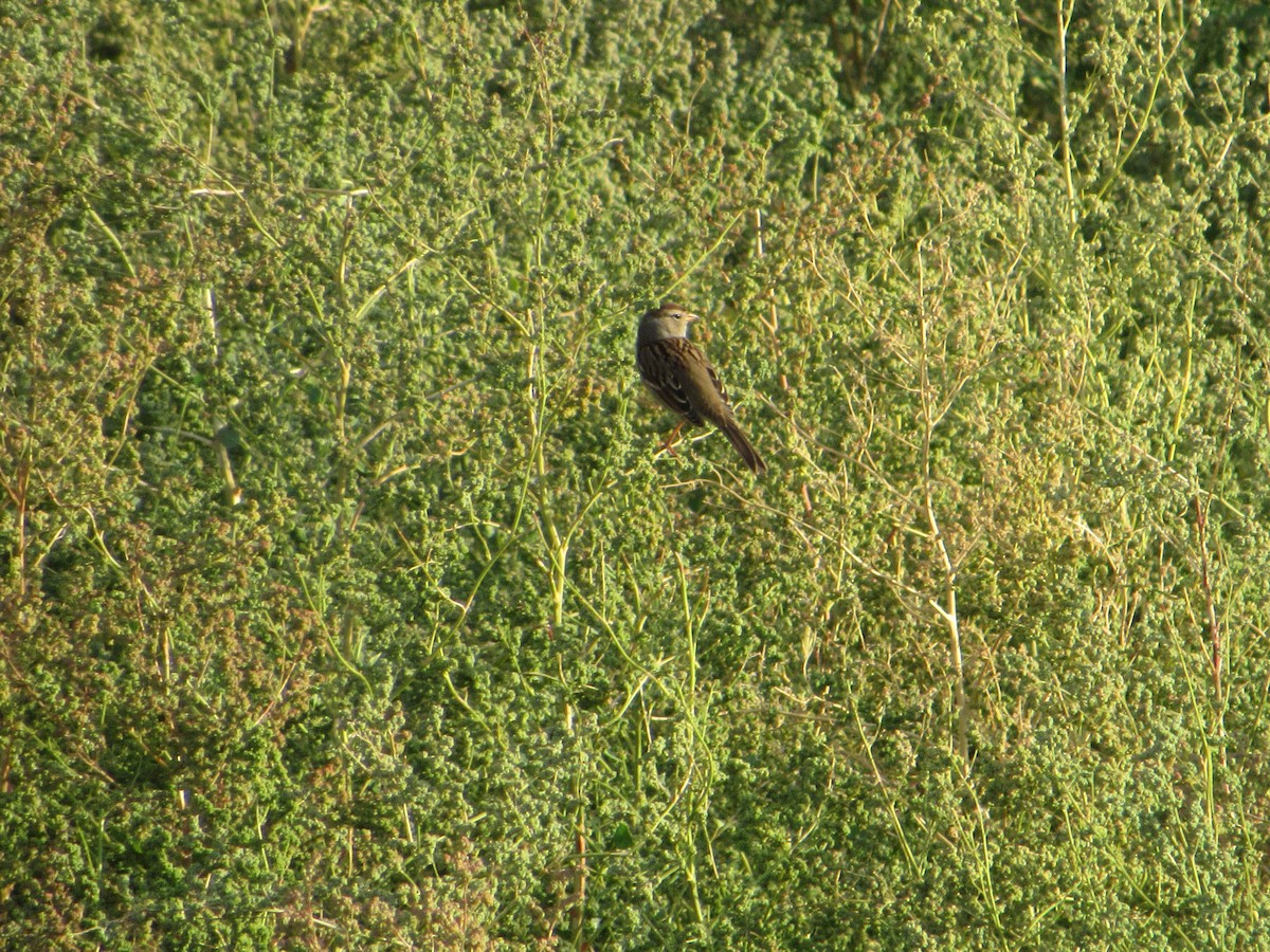 White-crowned Sparrow - ML624243018
