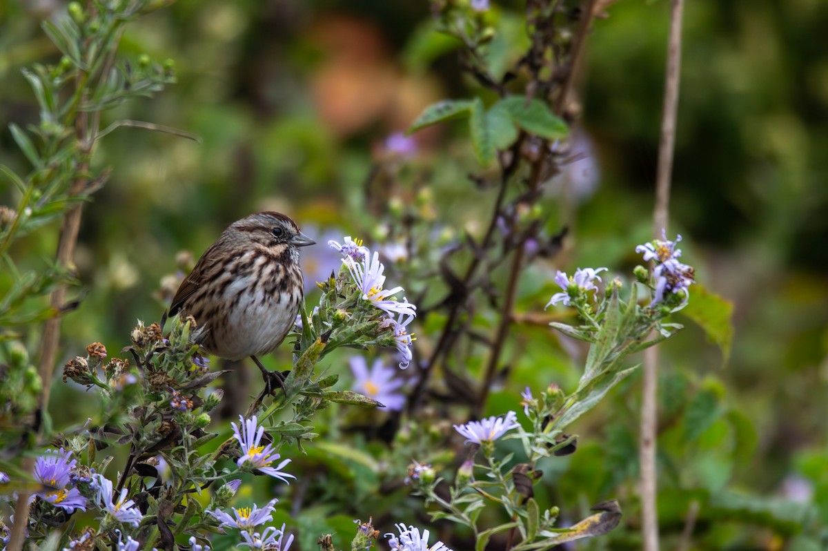 Song Sparrow - Joe Tuvell