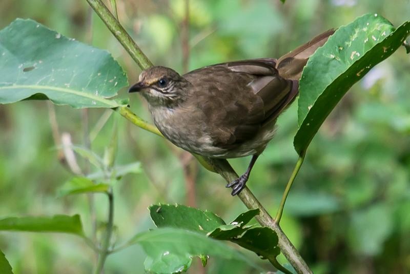 Streak-eared Bulbul - ML624243053