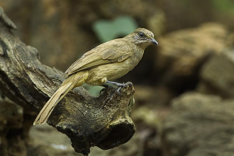 Streak-eared Bulbul - ML624243056