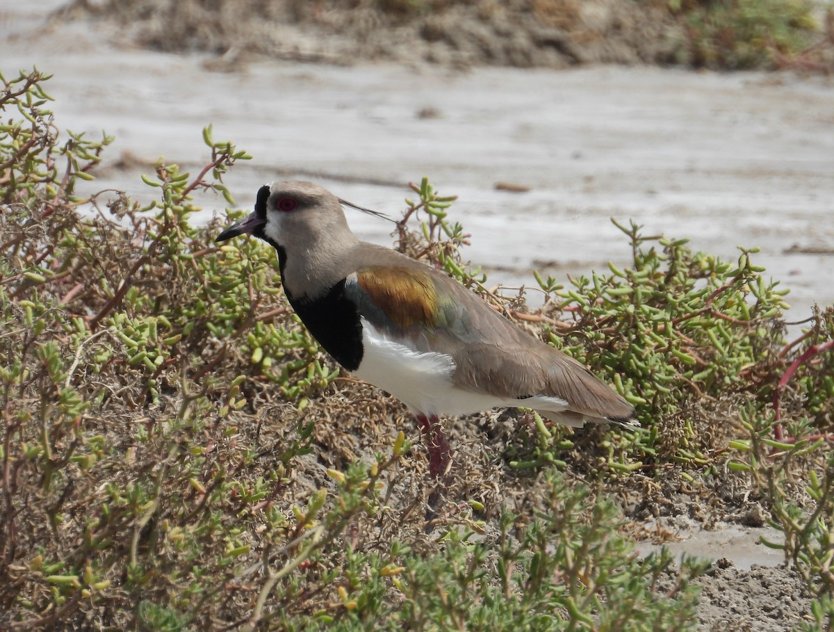 Southern Lapwing - ML624243059