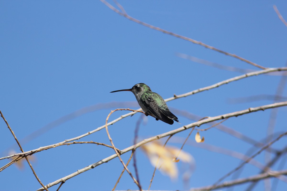 Broad-billed Hummingbird - ML624243066