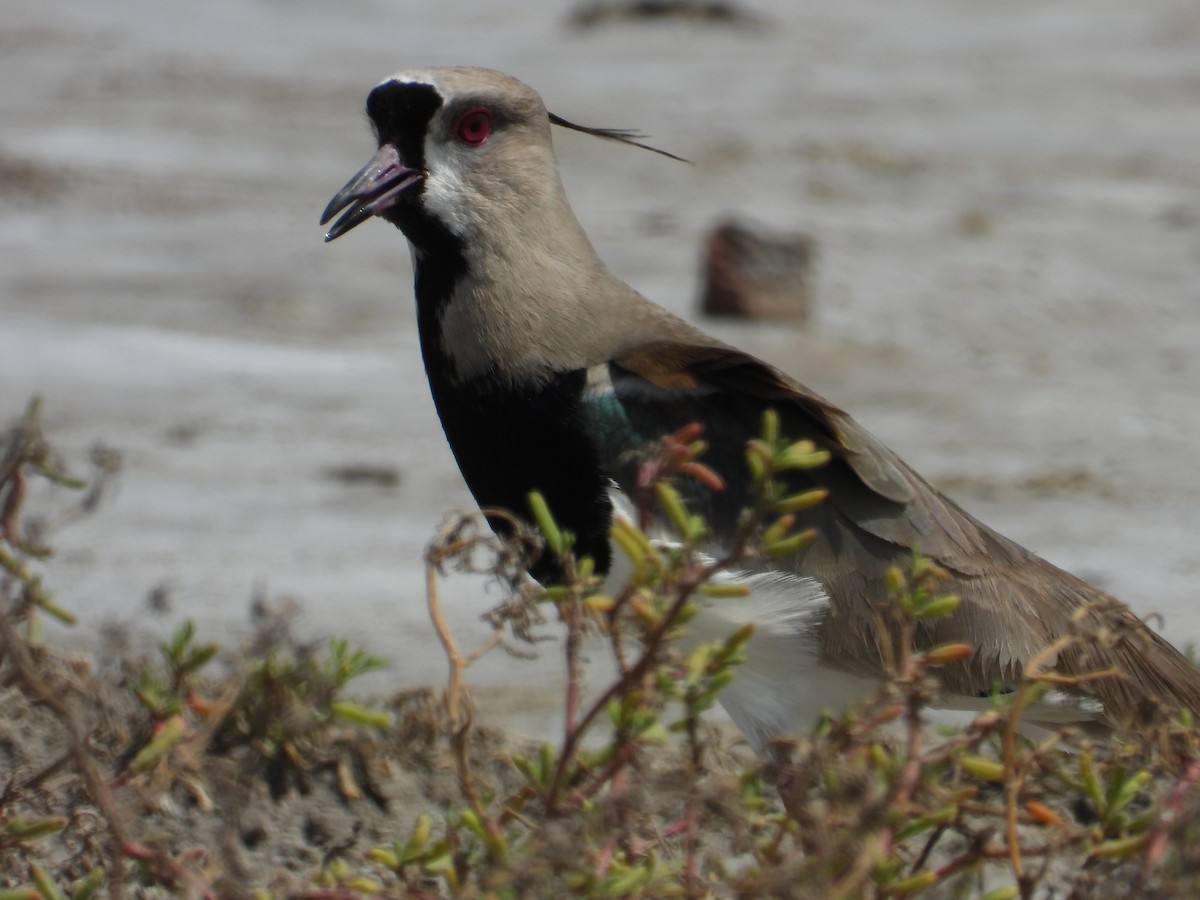 Southern Lapwing - ML624243067