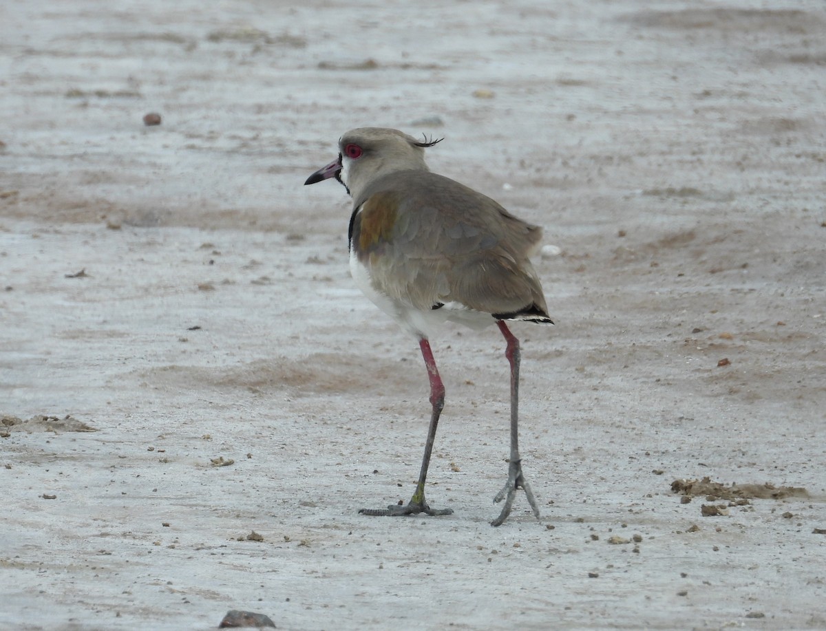 Southern Lapwing - Edgardo Oscar Pic