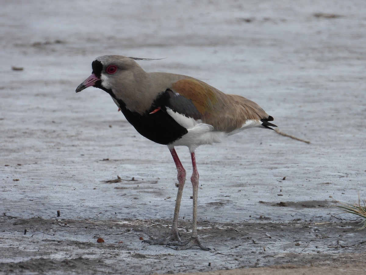 Southern Lapwing - ML624243098