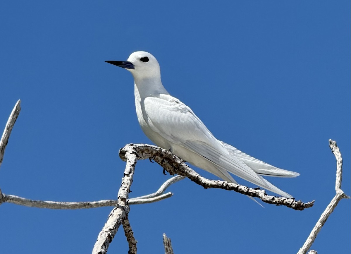 White Tern (Pacific) - ML624243139