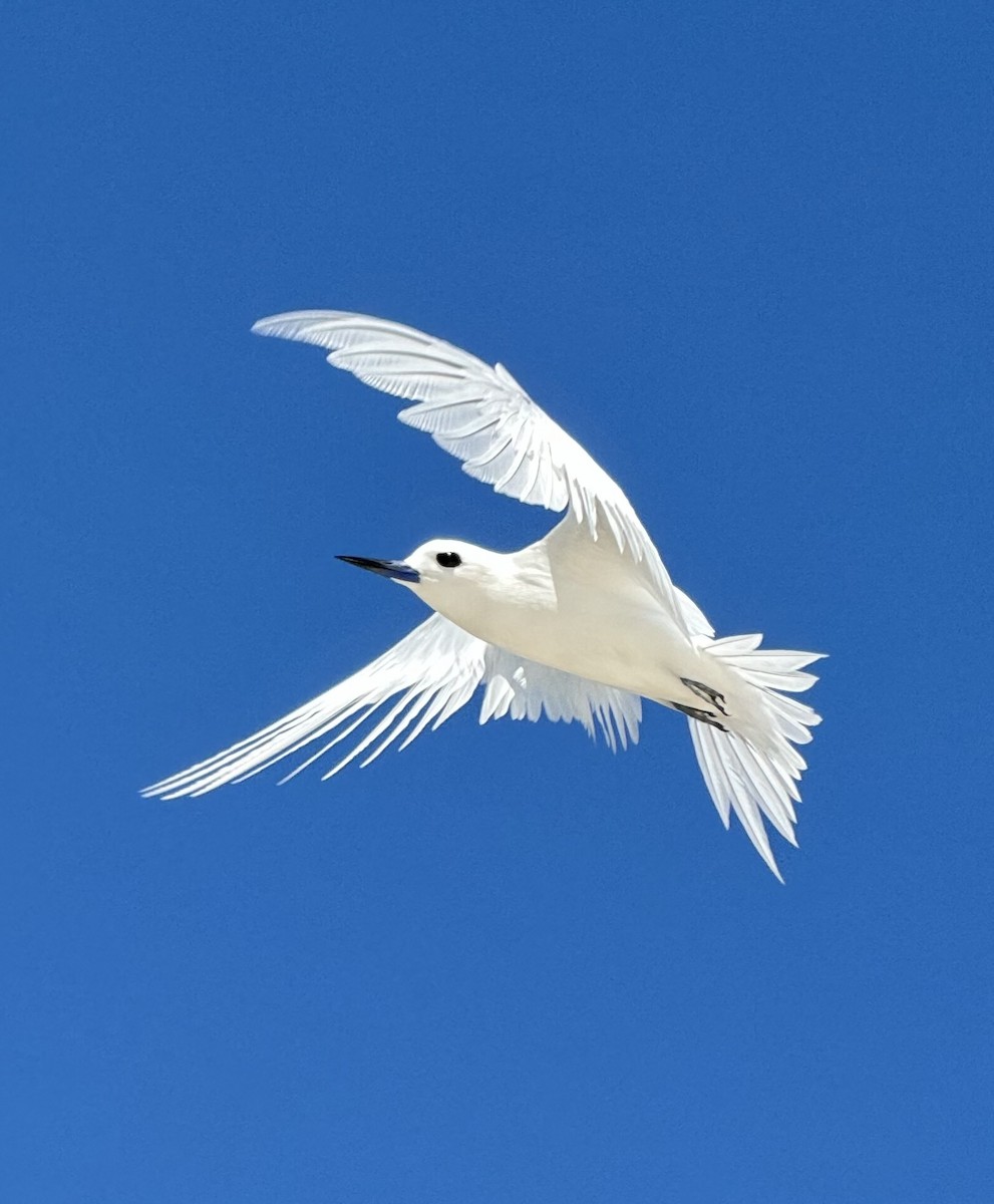 White Tern (Pacific) - ML624243140