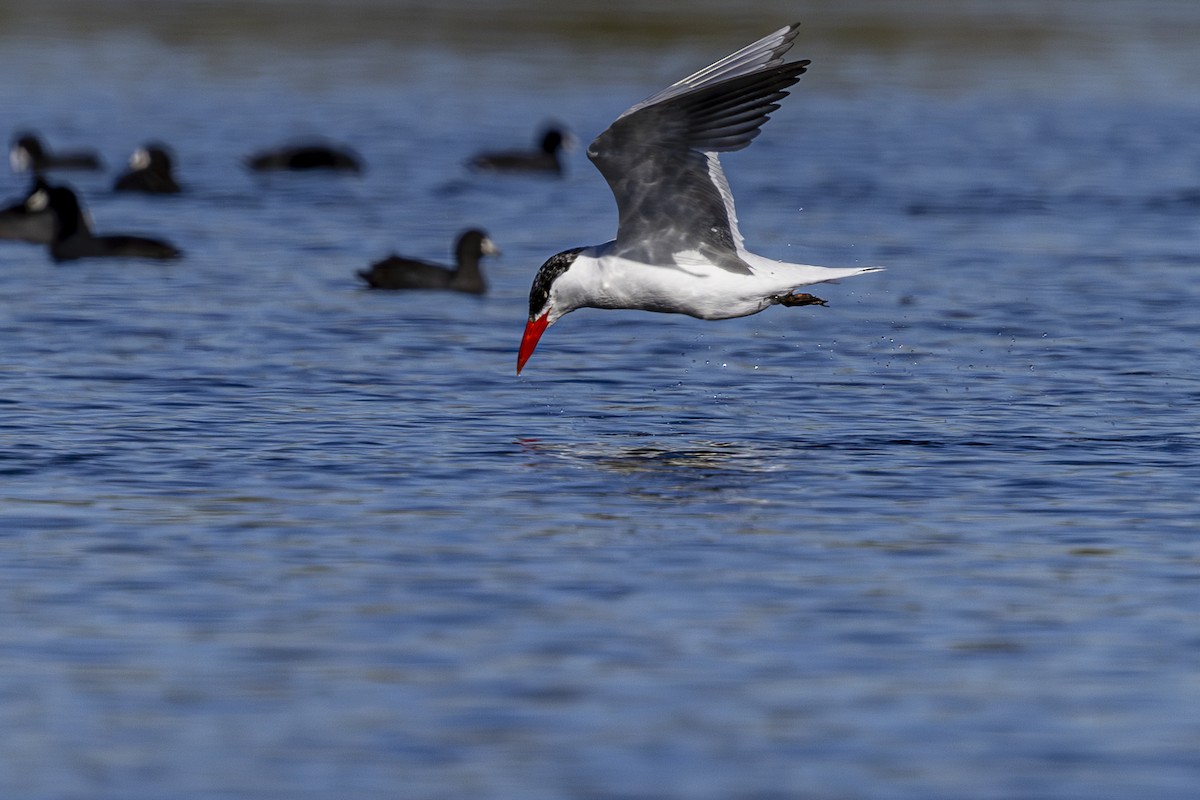 Caspian Tern - ML624243145